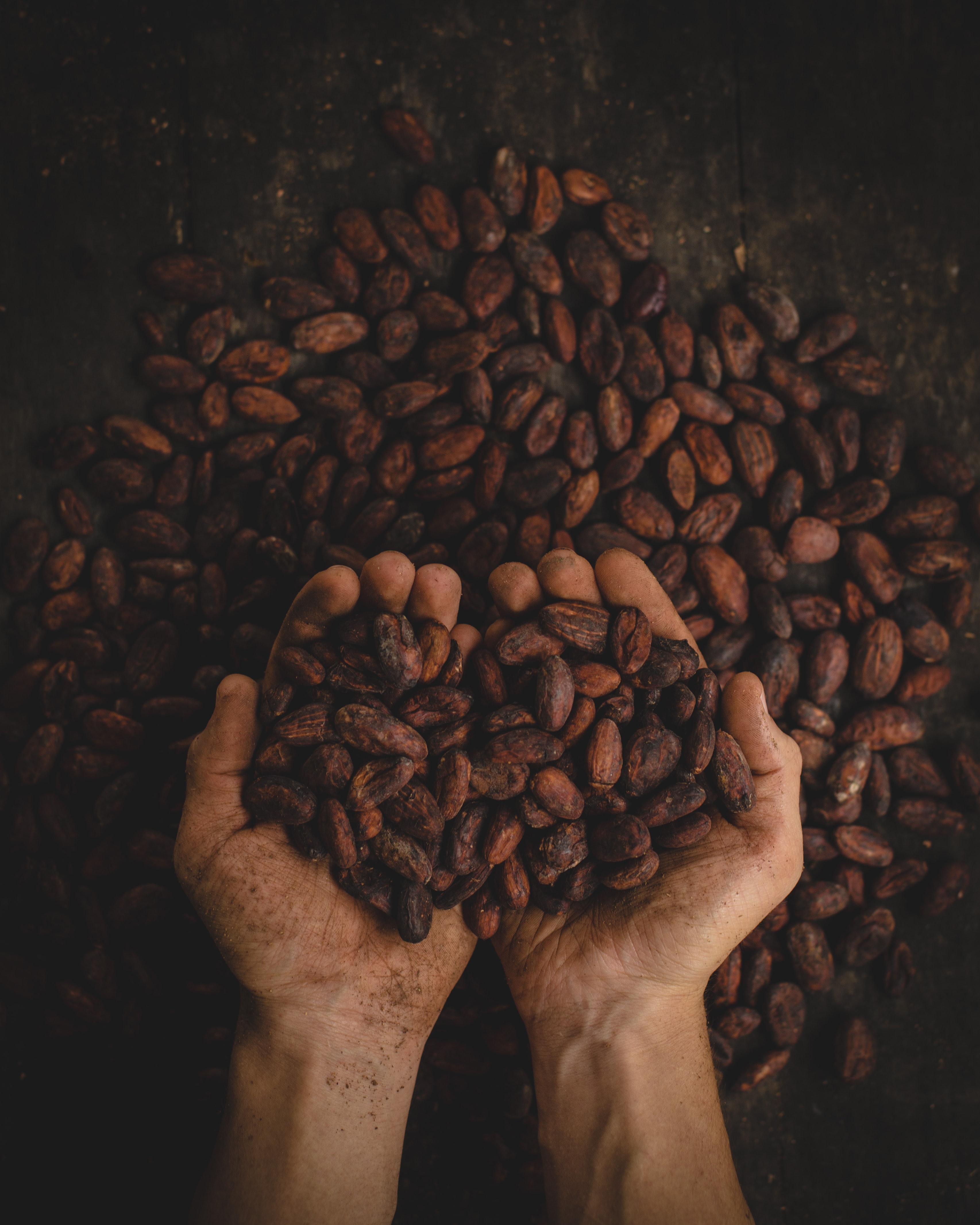 The Sacred Power of Cacao